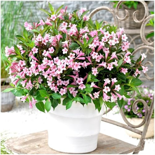 GrowOn Shrubs Weigela Florida 'Pink Poppet' | Deciduous Shrub | Outdoor Garden Ready Plant | Spring and Summer Flowering | Pink Flowers
