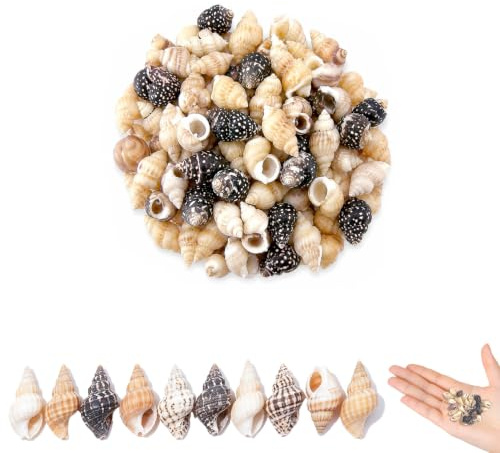 IGXX 125x Natürliche Meeresschnecken (10 Arten, 8-19mm) - Bastelset für Schmuck, Aquarium & Deko