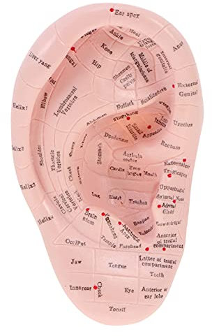 Modèle De Reflexologie Réflexologie Point D' D' apprentissage D' affichage Fournitures