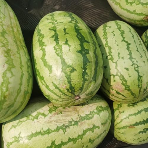 300 Pcs Wassermelone Samen Bio - Bonsai Baum, Balkonpflanzen Winterhart Wassermelone Samen, Bonsaibaum, Hochbeet Samen, Schnell Wachsende Sträucher Seltene Pflanzen, Pflanzen Samen