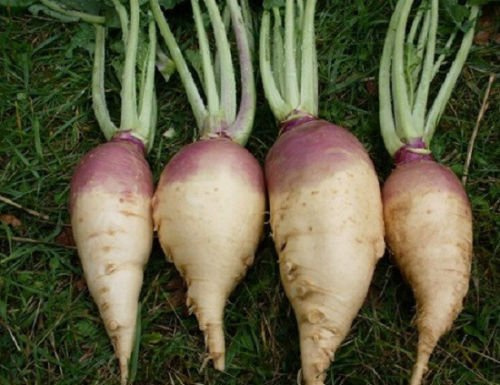 5000 Semi Rutabaga americana Viola Top Garden