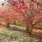 250 pcs samen hartriegel winterhart bonsai tree gartenarbeit bienenwiese saatgut kornelkirsche kaufen - Cornus officinalis herbal wildblumensamen mehrjährig winterhart wildblumenwiese