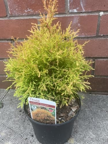 White Cedar 'Rheingold' Conifer Tree - Thuja occidentalis | 20cm+ Tall | 2 Litre Pot UK Grown