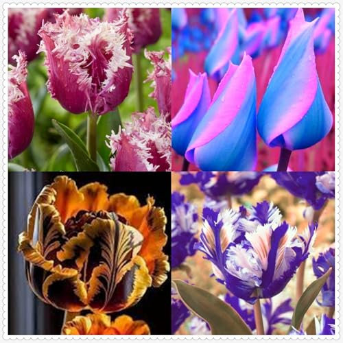 Tulpen zwiebeln,blumenzwiebeln mehrjährig winterhart,pfingstrosen tulpenzwiebeln,tulpen,Tulpenzwiebeln Mehrjährig,tulpen Zwiebeln Kaufen,tulpenzwiebeln winterhart mehrjährig bunt.-10zwiebeln-A