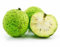 Osage Orange 10-50 Seeds Hecke Apple Tree Maclura pomifera AFFE Bälle