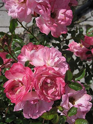 Zwergrose Flirt 2011 ® - Rosa Flirt 2011 ® - ADR Rose - Lillyputs ® - Kordes-Rose