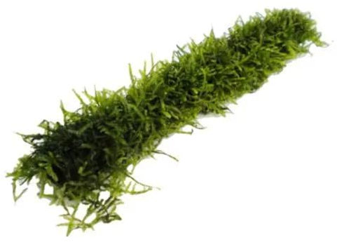 Java Moss Bamboo Stick 20cm for Planted Aquariums