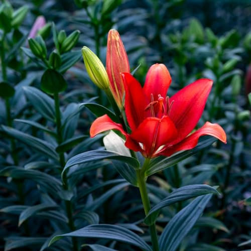 Lilien zwiebeln Pflanzen Extrem kältebeständig Lilienzwiebeln Leuchtende Farben lilium asiaticum