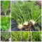 600 pcs fenchelsamen saatgut bio pflanzen samen indoor, kräutergarten geschenk fenchel samen knollenfenchel bio gemüse, pflanzen samen frisches gemüse, exotische pflanzen samen wildkräuter