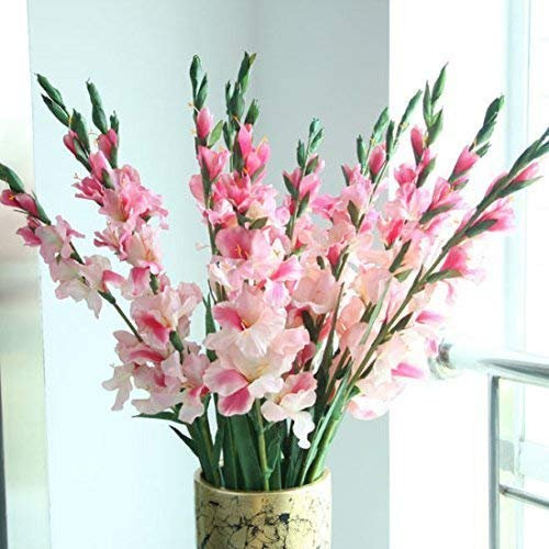 SwansGreen pink: Die importierten Gladiolen Zwiebeln eignen sich für Topfpflanzen (es ist nicht die Gladiolen Samen) 2PC Blume rosa Glühbirnen