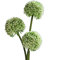 matches21 Lauchblüten Allium Kunstblumen für Blumengestecke künstliche Blumen Kunststoff 3er Bund Ø 7x46 cm - weiß-grün