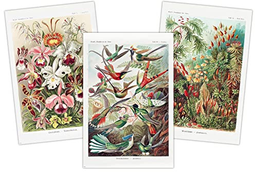 Close Up 3er Set Poster Ernst Haeckel - Kunstformen der Natur - 61 x 91,5 cm - Venusblumen, Kolibris, Laubmoose