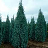 Aachondra New Fresh 25pcs semi di cipresso verde