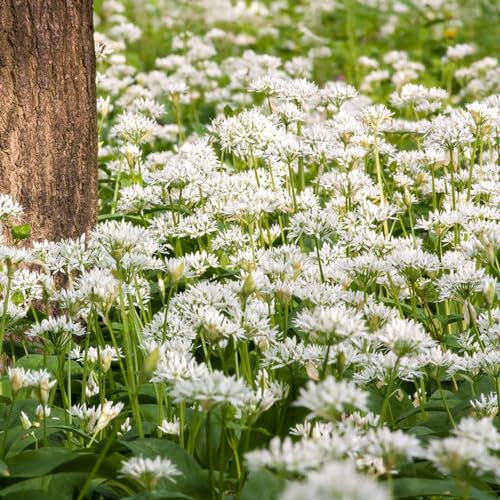 500 pz Semi di aglio orsino perenne resistente - Allium ursinum - piante di erbe medicinali piantare l'aglio selvatico semi di ortaggi biologici, semi di bonsai semi di ortaggi biologici,