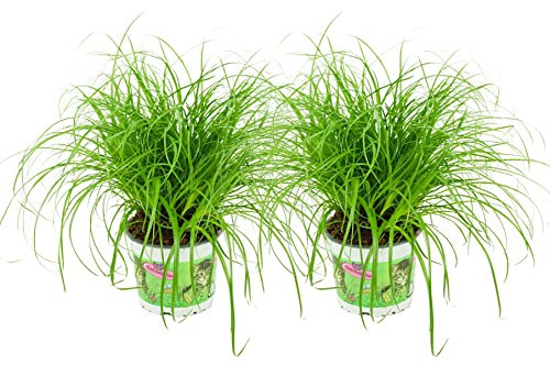 ZynesFlora Cyperus Zumula Lot de 2 véritable herbe à chat - Ø 12 cm - Hauteur : 25-30 cm - Plante comestible pour chats