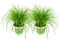 ZynesFlora Cyperus Zumula Lot de 2 véritable herbe à chat - Ø 12 cm - Hauteur : 25-30 cm - Plante comestible pour chats
