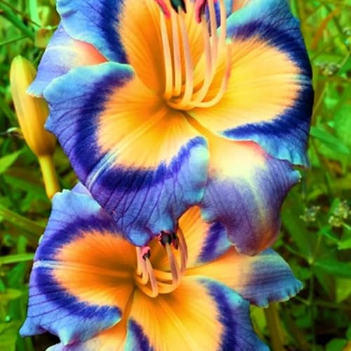 Hemerocallis bulbos,Azucenas plantas,bulbos de azucenas blancas Olorosas,Ornamentales,azucenas bulbo blanco,resistentes,azucenas bulbo,bulbos de hemerocallis,bulbos de azucenas.-5 bulbos-D