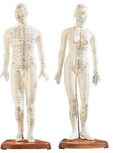UIGJIOG 45 cm Akupunkturmodell 2 Stück Akupunkturfiguren Mann Frau Farbige Markierungen Meridiane Und Akupunkturpunkte Für Anatomie Medizinmodell