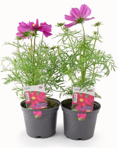 Garden Ready Cosmos Violet Flowers – 2 Plants Delivered in 2 x 1 Litre Recyclable Pots. They are Not Fake, Seeds Or Plugs. They are Real, Living, British Grown Plants and Will Produce Real Blooms