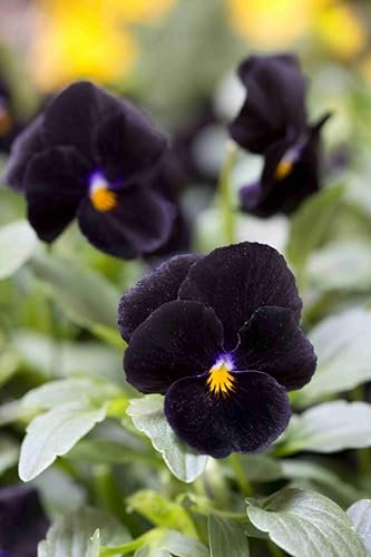 VIOLA CORNUTA BACK TO BLACK NR.50 SEMI
