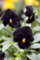 VIOLA CORNUTA BACK TO BLACK NR.50 SEMI