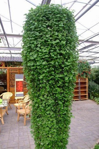 10 PCS Olivo Bonsai (Olea europaea) Las semillas, semillas del árbol Bonsai Mini Olivo RAREbonsai para el jardín de mejor regalo en la oficina