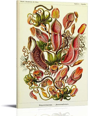NgAnoh Blumen von Ernst Haeckel Leinwanddruck, Poster, Wandkunst, Scroll Leinwand, Gemälde, Bild, Wohnzimmer, Dekoration, Zuhause, 60 x 90 cm