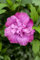 Hibiscus syriacus 'Magenta Chiffon' 60-80 cm - Gartenhibiskus, magentafarbene Blüten, Blütezeit Juli-Oktober, ideal für Hecken, pflegeleicht und winterhart
