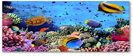 Tulup Glas-Bild Wandbild aus Glas - Wandkunst - Wandbild hinter gehärtetem Sicherheitsglas - Dekorative Wand für Küche & Wohnzimmer 125x50 - Tiere - Korallenriff - Mehrfarbig