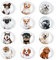 FuninCrea Magnet Kühlschrank Aufkleber, 12 Stücke Glas Bunter Niedlicher Hund Kühlschrank Magnet auf Kühlschrank Dekoration (D)