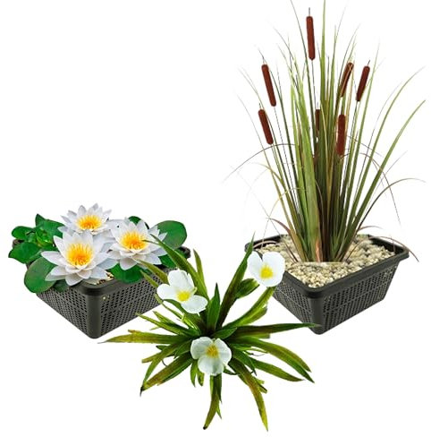 vdvelde.com - Einheimische wasserpflanzen - 11 Pflanzen - Weiße Seerose, Krebsschere, Rohrkolbe - - Kombi-Set- 11 Pflanzen- Platzierung: -1 bis -40 cm