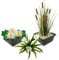 vdvelde.com - Einheimische wasserpflanzen - 11 Pflanzen - Weiße Seerose, Krebsschere, Rohrkolbe - - Kombi-Set- 11 Pflanzen- Platzierung: -1 bis -40 cm