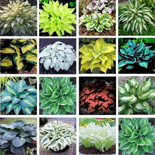 Hosta knollen mix,hosta pflanzen Kältebeständige mehrjährige Pflanzen, geeignet für die Gartenbepflanzung und zur Verschönerung der Umwelt-15zwiebeln-J
