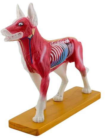 Tierarzt Akupunktured Model Hunde Akupunkturiertes Modell Hund Hunde Akupunktured Model School Lernhilfe Lehrtool