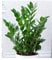 BALDUR Garten Zamioculcas, 1 Pflanze, Glücksfeder, Zamie, Zamia Farn, Zamia Palme, pflegeleichte Zimmerpflanze Zimmerpflanze, Grünpflanze, mehrjährig - frostfrei halten, Zamioculcas zamiifolia