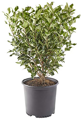 2.25 Gal. Ligustrum Recurvifolium