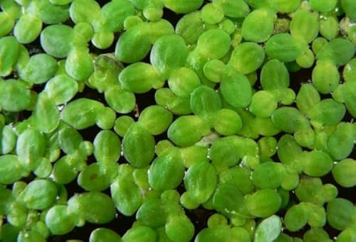 Duckweed - Floating Aquarium Tropical Plant Shrimp Safe (100)