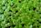 Duckweed - Floating Aquarium Tropical Plant Shrimp Safe (100)