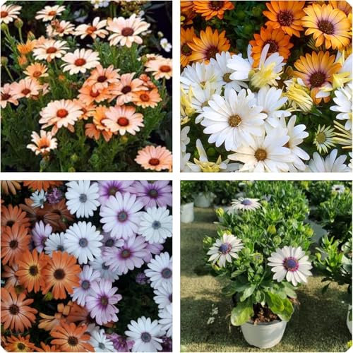 Semi di Margherita Africana Dimorfoteca, Miscuglio di Fiori per Aiuole, Bordature e Vaso