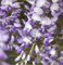 Wisteria sinensis Prolific 70-80 cm - Chinesischer Edelblauregen Prolific