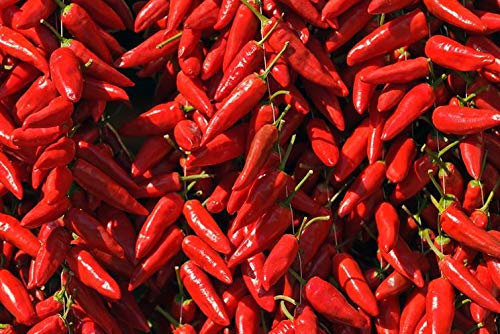 Busta Seme Peperoncino Calabrese Professional Seeds, Mondonatura Srl