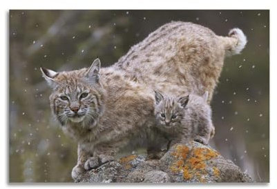 HUANA Tier-Poster, Luchs-Poster, dekoratives Gemälde, Leinwand, Wandposter und Kunstdruck, modernes Familienschlafzimmer, Dekorposter, 30 x 45 cm