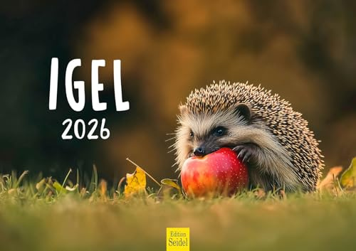 Edition Seidel Premium Kalender Igel 2026 Format DIN A3 Wandkalender Tierkalender mit süßen Bildern Tiere Wald Waldtiere Wildtiere