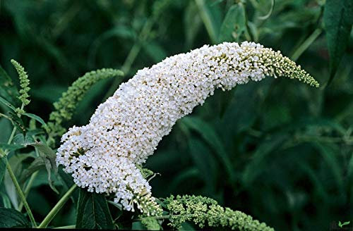 Sommerflieder Buddleja davidii Schmetterlingsstrauch im P9 Topf White Profusion 15-20 cm