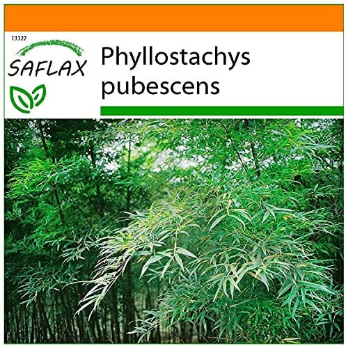 SAFLAX - Jardin dans le sac - Bambou Moso - 20 graines - Phyllostachys pubescens