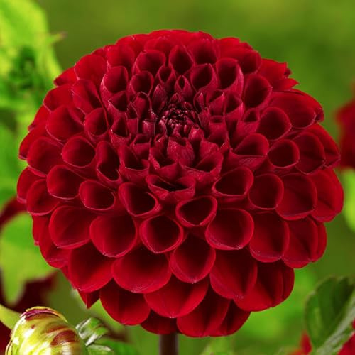 Dahlien Knollen - 5 Zwiebeln - Pon Pon Dahlie Rot-Schwarz Blumenzwiebeln