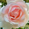 New fresh 100pcs rosa Dawn Rose flower Seeds