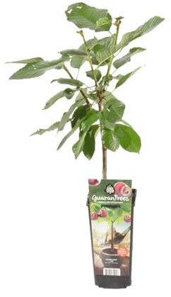 Bloomique - Prunus Avium 'Van' - Kirschbaum - Obstbäume - Gartenpflanze - Balkon Pflanze - Obstpflanzen Winterhart - ⌀14 cm - Höhe 60-70cm