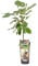Bloomique - Prunus Avium 'Van' - Kirschbaum - Obstbäume - Gartenpflanze - Balkon Pflanze - Obstpflanzen Winterhart - ⌀14 cm - Höhe 60-70cm