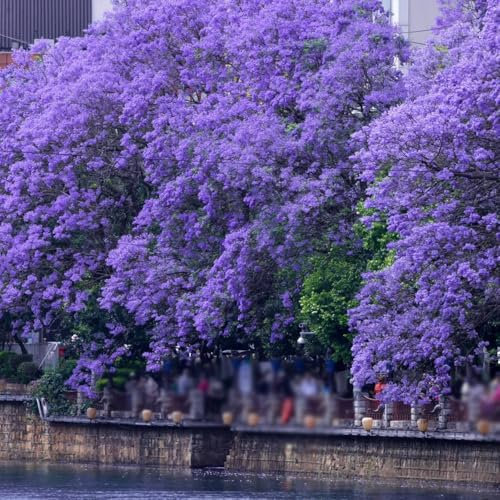10 pz semi di jacaranda, vasi per piante alberi da giardino resistenti Jacaranda Mimosifolia letti rialzati per regalo da giardino piante in vaso resistenti all'esterno Piante da balcone